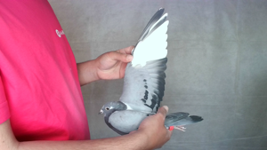 Pigeon image