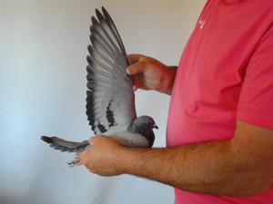 Pigeon image