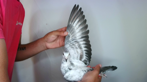 Pigeon image