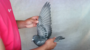 Pigeon image