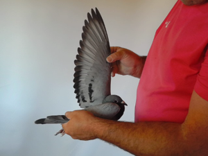 Pigeon image