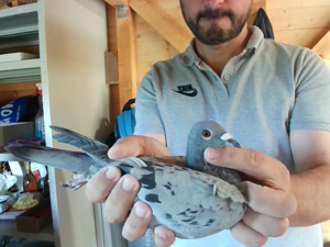 Pigeon image