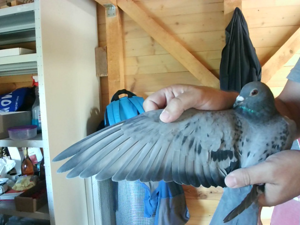 Pigeon image