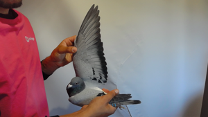 Pigeon image