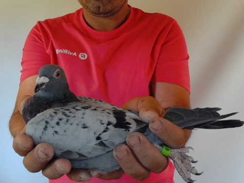 Pigeon image