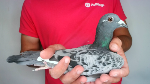 Pigeon image