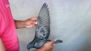 Pigeon image