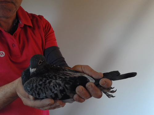 Pigeon image