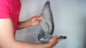 Pigeon image