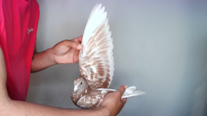 Pigeon image