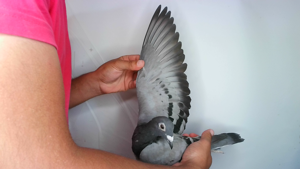 Pigeon image
