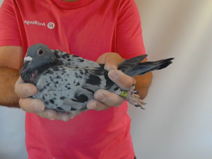 Pigeon image
