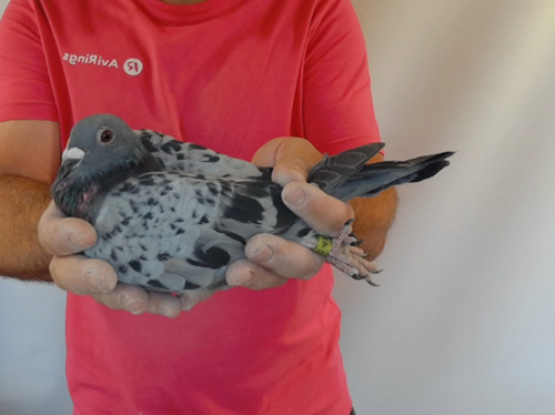 Pigeon image