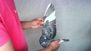 Pigeon image