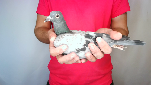 Pigeon image