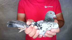 Pigeon image