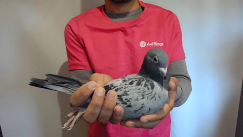 Pigeon image