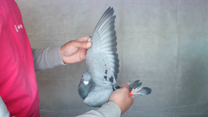 Pigeon image