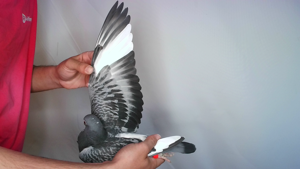Pigeon image