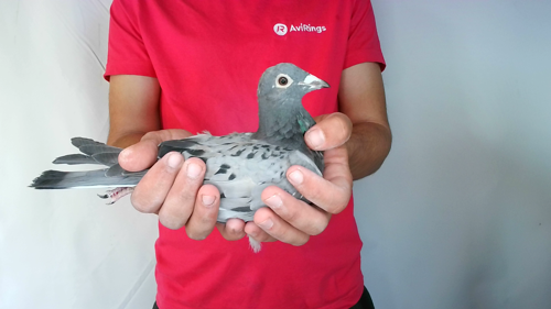 Pigeon image