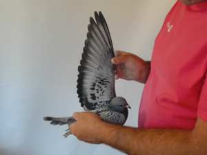 Pigeon image