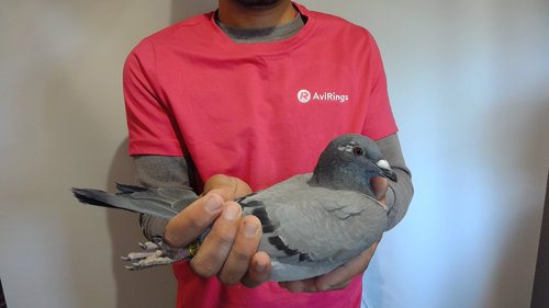 Pigeon image