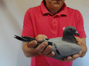 Pigeon image