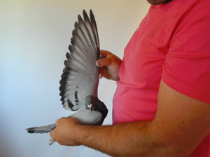Pigeon image