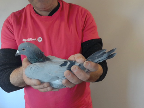 Pigeon image