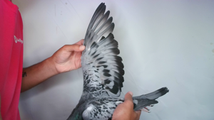 Pigeon image