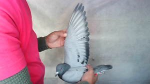 Pigeon image