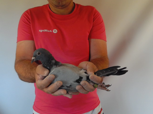 Pigeon image