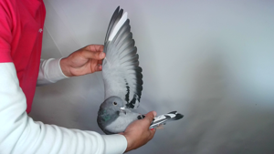Pigeon image