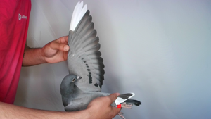 Pigeon image