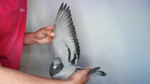 Pigeon image