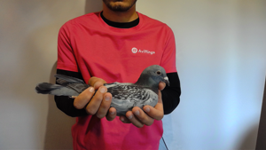 Pigeon image