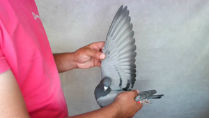 Pigeon image