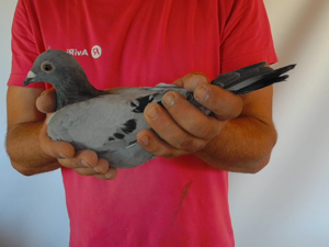 Pigeon image