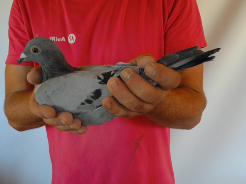 Pigeon image