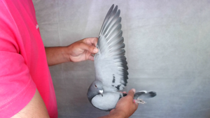 Pigeon image