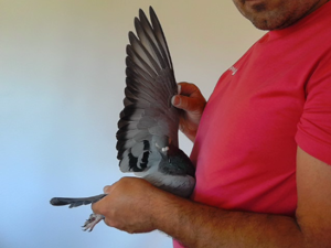 Pigeon image