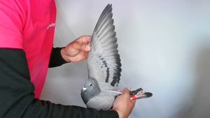 Pigeon image