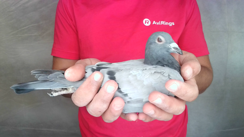Pigeon image