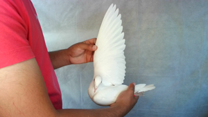 Pigeon image