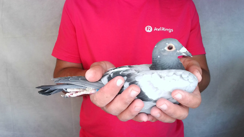 Pigeon image