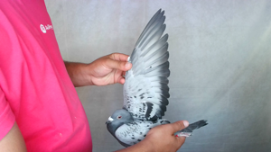 Pigeon image