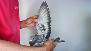 Pigeon image