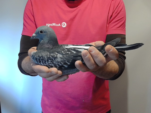 Pigeon image