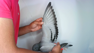 Pigeon image