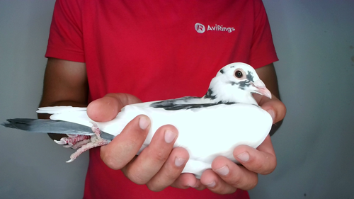Pigeon image